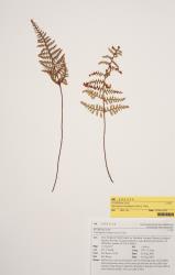 Myriopteris lendigera. Herbarium specimen of a self-sown plant from Lake Rotoiti, Rotorua, AK 284224, showing 3-pinnate fertile fronds.
 Image: Auckland Museum © Auckland Museum  All rights reserved